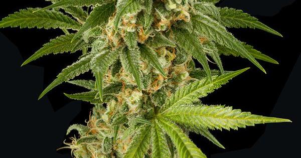 kush n cheese match de saveur