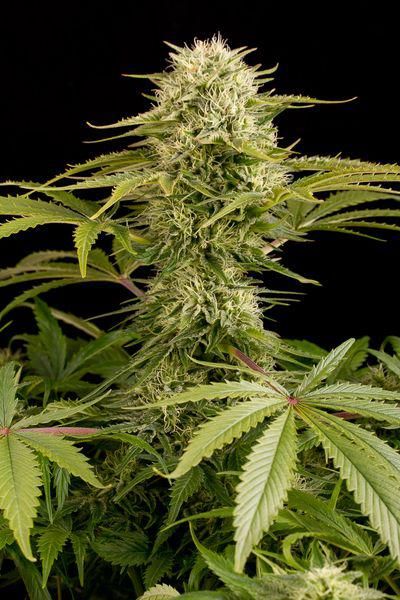 kush n cheese mezcla sabores explosiva