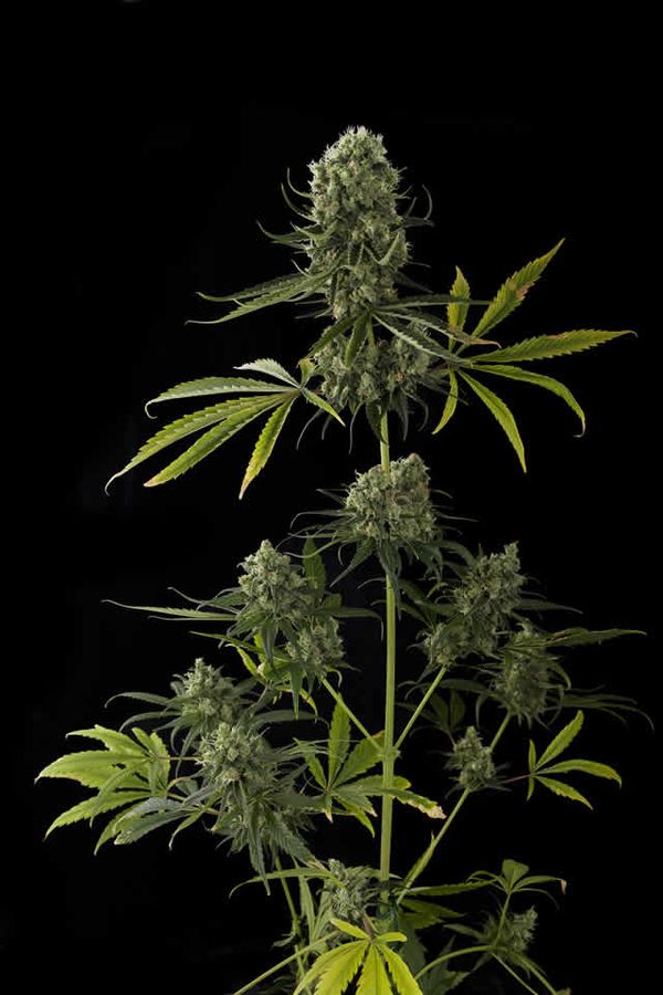 la critical jack a l essai