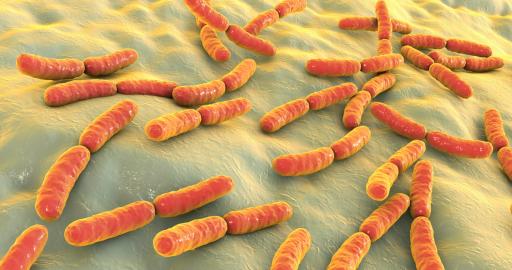 Beneficios de las bacterias de ácido láctico (BAL)