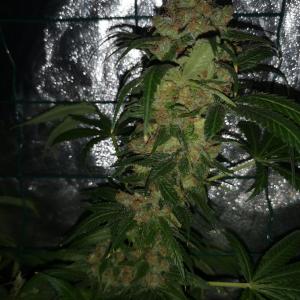Photo of Sweet Deep Grapefruit by Seph`y