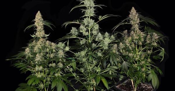 legendary bubba kush marijuana cannabis seed