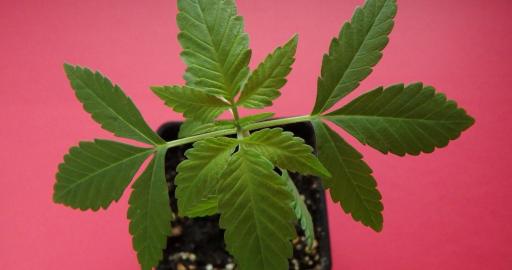 Marihuana-Gleitmittel: die neue Ebene der Lust  ohne Schmerzen