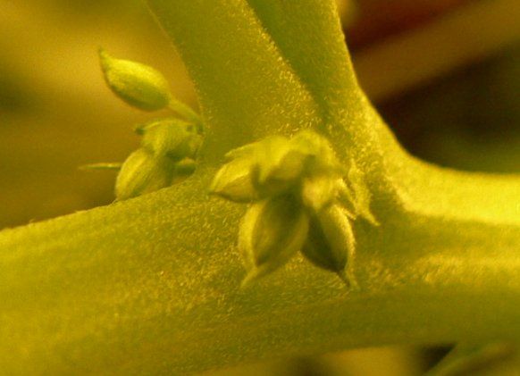 Woran erkannt man, ob eine Marihuanapflanze Männchen, Weibchen oder Zwitter  ist?
