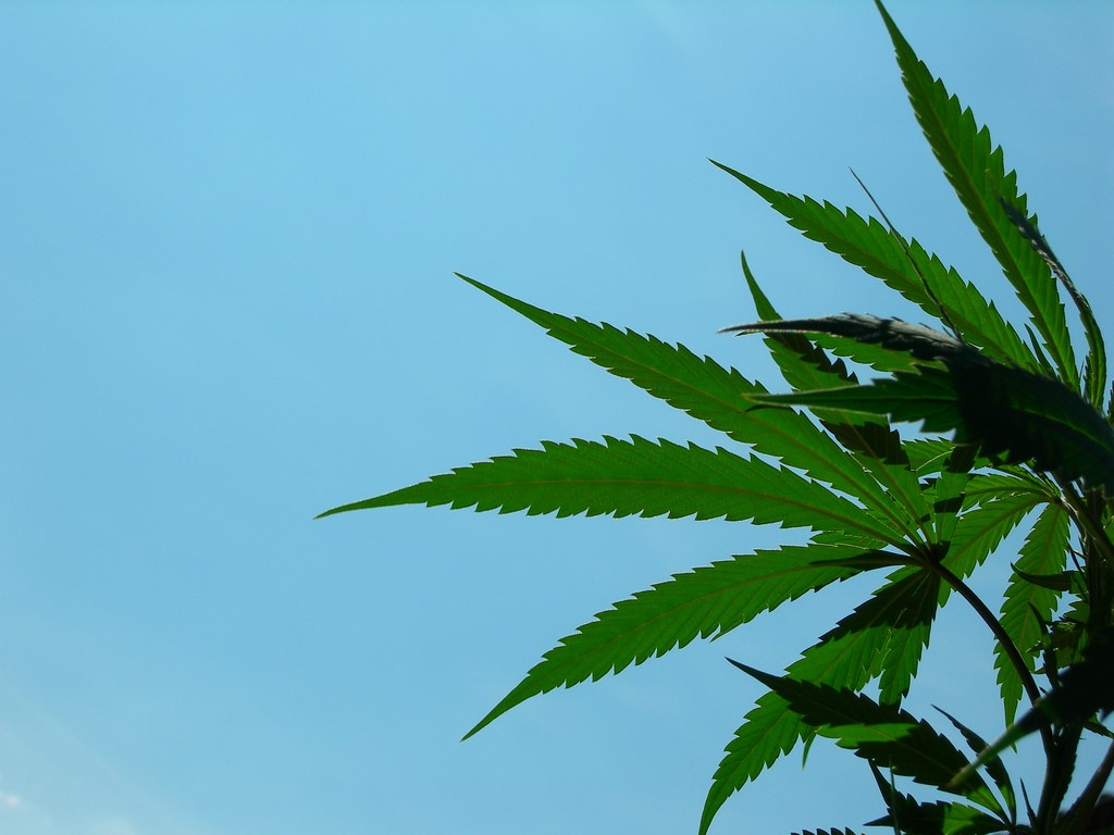 Marihuana con CBD