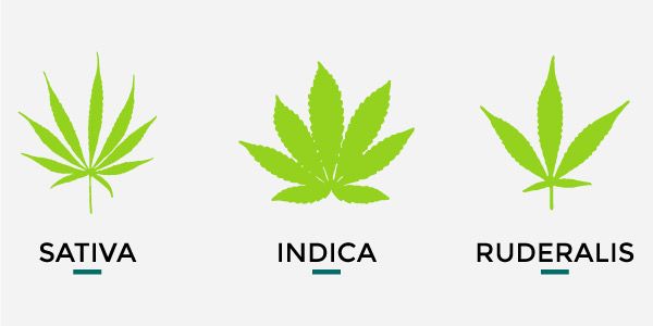 Sativa, Indica, Ruderalis