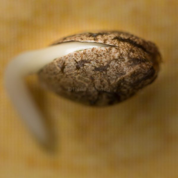 germination graines cannabis marijuana