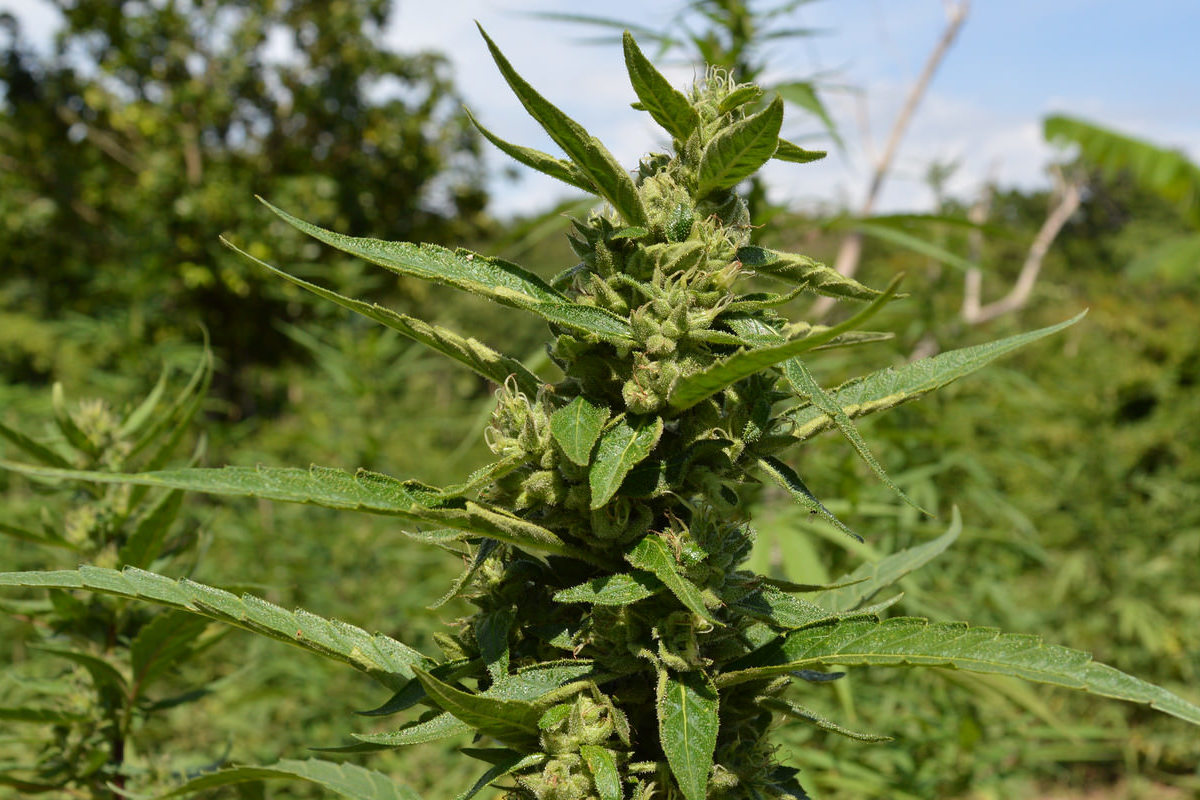 Cogollo de marihuana en Jamaica