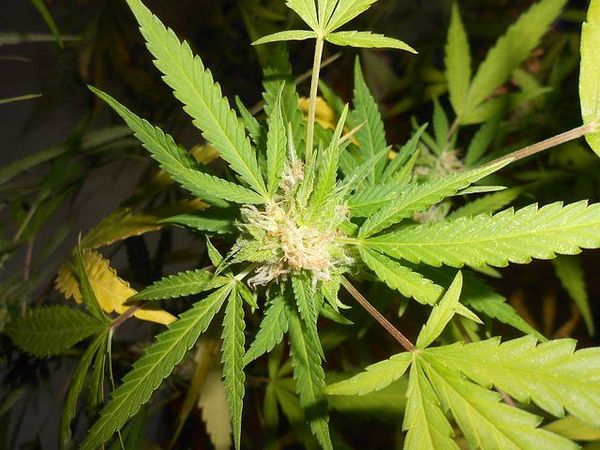 Marijuana Myths debunked expert