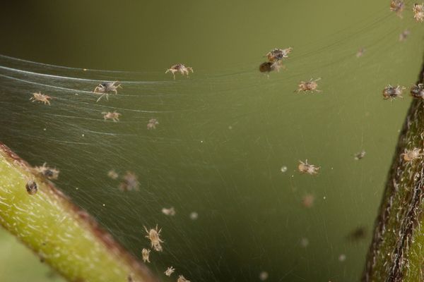 marijuana pests spider grow