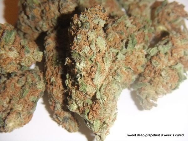 marijuana tastings SweetDeepGrapefruit