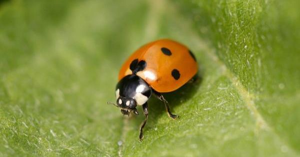 mariquita principal