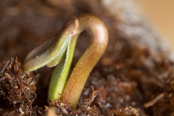 SEMI di Cannabis: la Germinazione - CBWeed Buccinasco