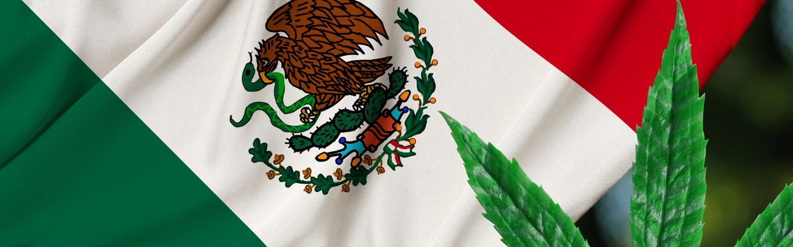 Semillas de Marihuana Mexico