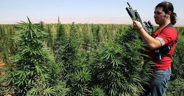 middle east cannabis trade in war