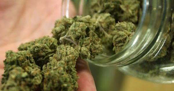 miti planta marijuana