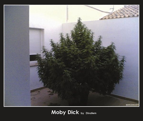 moby dick marihuana de la ballena asesina