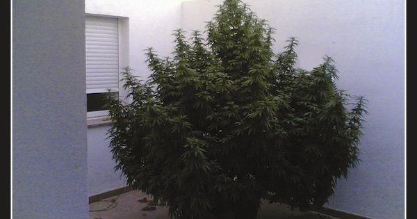 Moby Dick marijuana baleine meurtriere