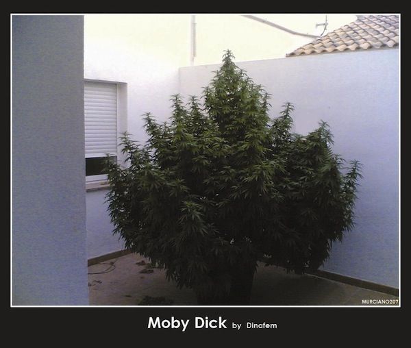 moby dick marijuana