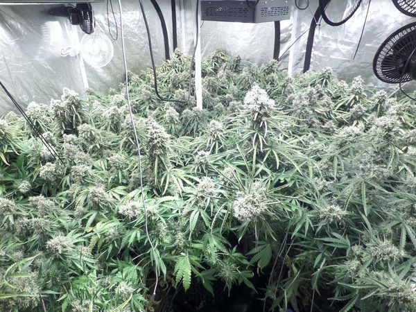 moby dick xxl auto cultivo autoflorecientes i