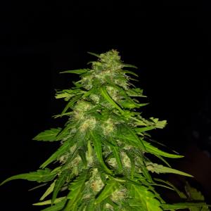 Photo of Moby Dick Autoflowering by Anónimo
