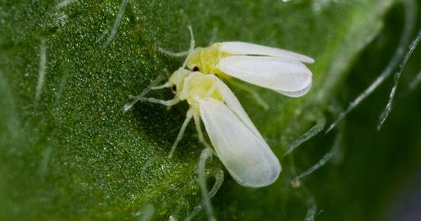 marihuana pests whitefly cannabis grow