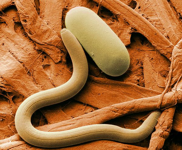 nematodes cannabis