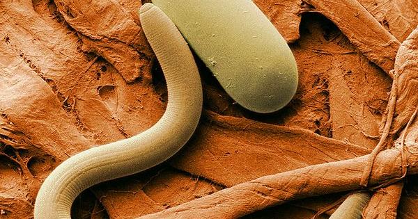 nematodes cannabis