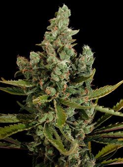 nueva cheese de dinafem seeds