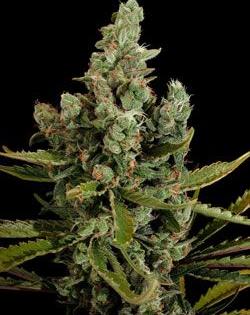 nueva cheese de dinafem seeds
