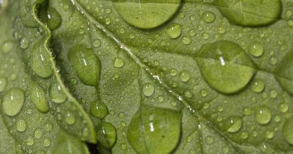 nutrientes cultivo marihuana