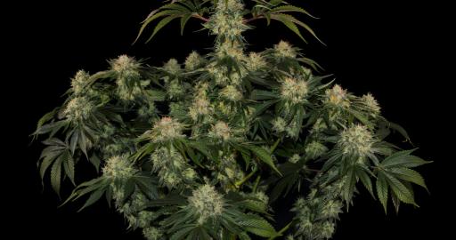 OG Kush CBD Grow Report: The coolest green medicine