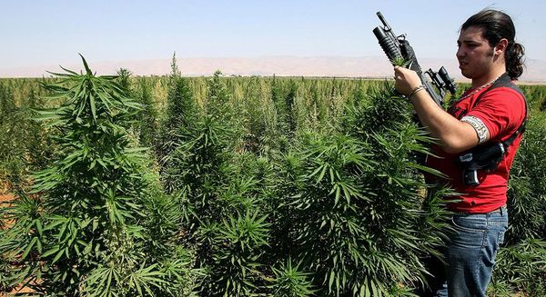 Oriente medio negocio cannabis guerra
