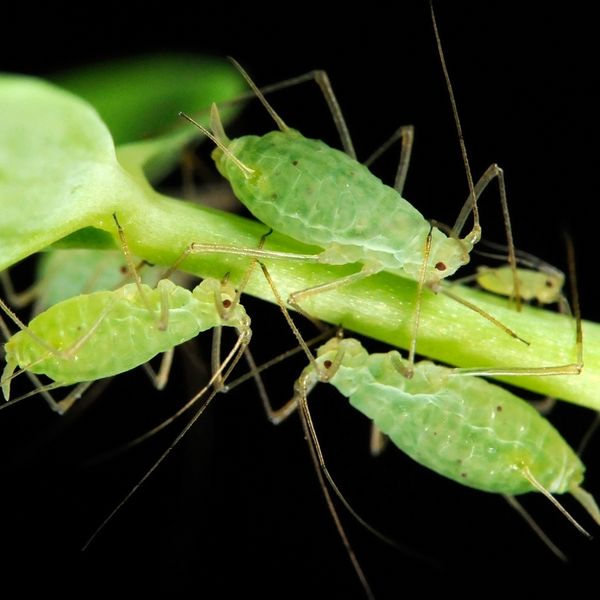 marijuana pest aphids grow cannabis