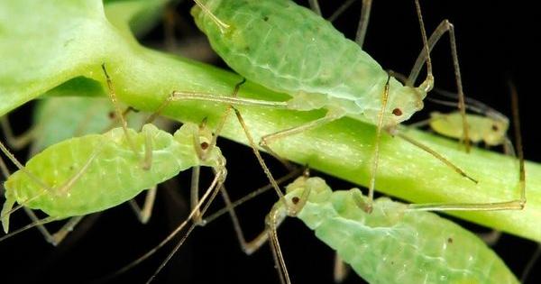 plaga cultivo marihuana pulgon cannabis