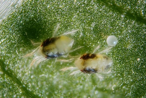 common pest cannabis plants