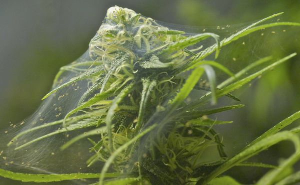 fleaux frequents cultivation cannabis araigne