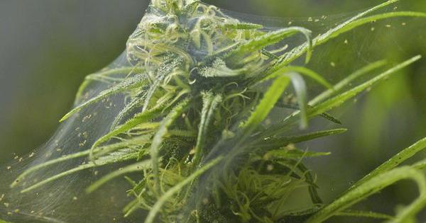fleaux frequents cultivation cannabis araigne
