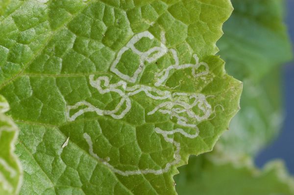 pest fly leafminer