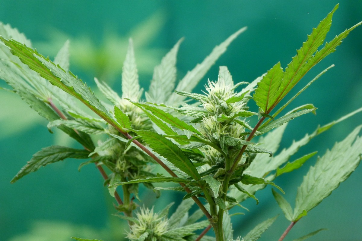 Marihuana-Anatomie: die wichtigsten Teile der Cannabispflanze
