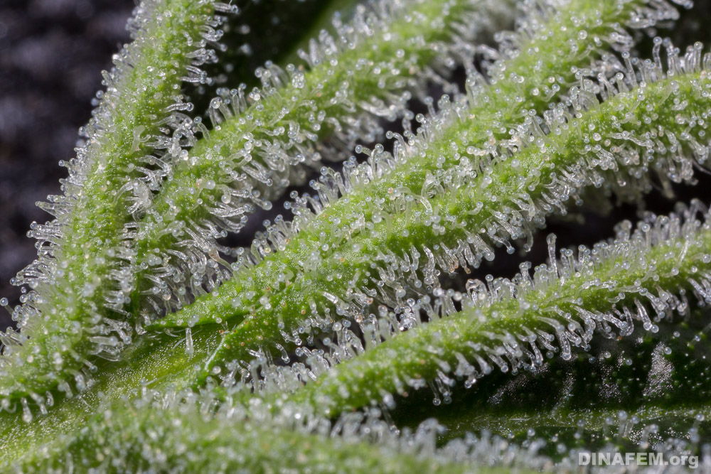 Cannabis Trichomes And How They Tell You When To Harvest - Herbies