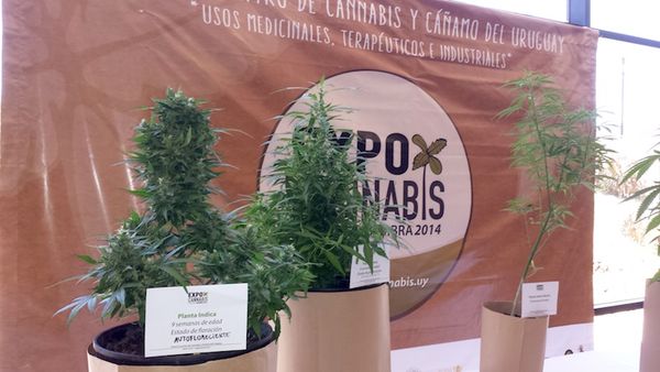 primera expo cannabis uruguay