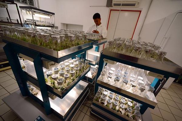 prohibition fleaux recoltes cannabis