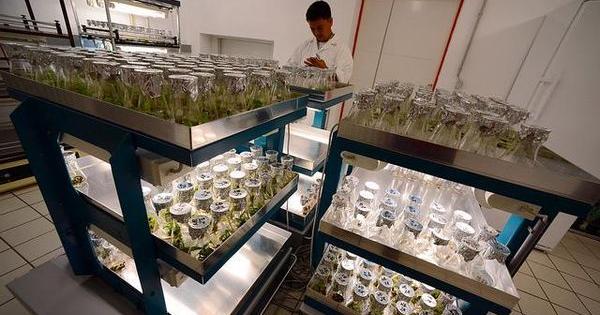 prohibition fleaux recoltes cannabis