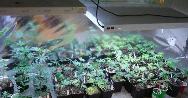 Puerto Rico grow medical cannabis 2016