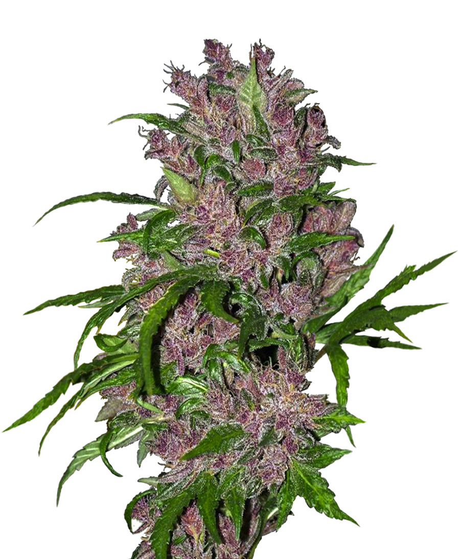 Purple сорт марихуаны hydra zen neurocalm от lancome