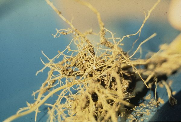 Everything You Need to Know About Weed and Nematodes - RQS Blog