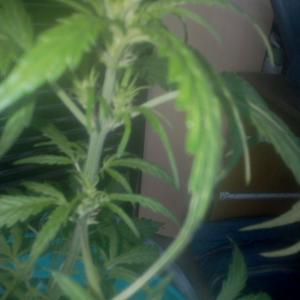 Photo of Critical + 2.0 Autoflowering by laboule945