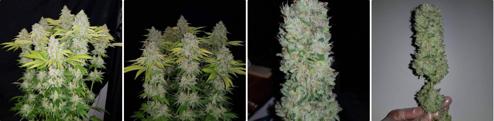 Remo Chemo Grow Diaries Crop