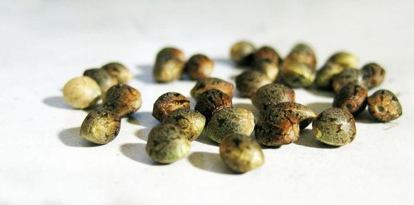 recuperar graines cannabis